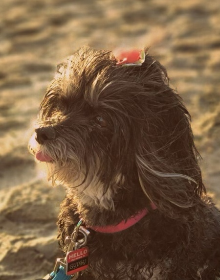 Entry image for Gypsy. Clicking this image will show a larger photo