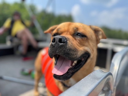 Entry image for Oscar. Clicking this image will show a larger photo