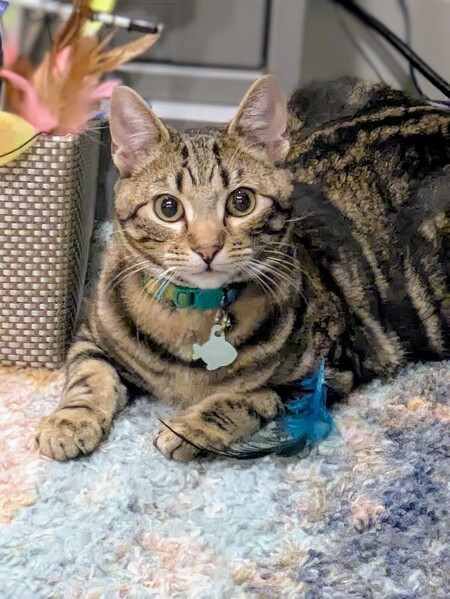 Entry image for Teddy. Clicking this image will show a larger photo