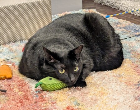 Entry image for Mindy. Clicking this image will show a larger photo