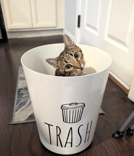 Entry image for Teddy. Clicking this image will show a larger photo