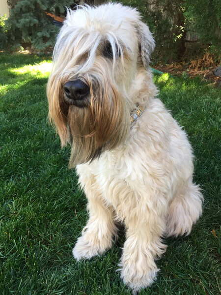 Entry image for Katniss . Clicking this image will show a larger photo