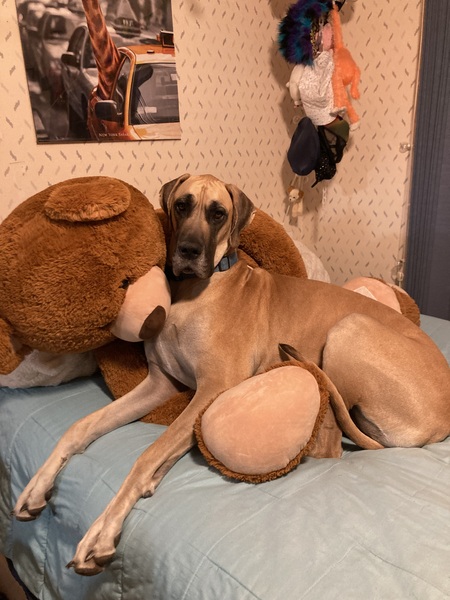 Entry image for Dash. Clicking this image will show a larger photo