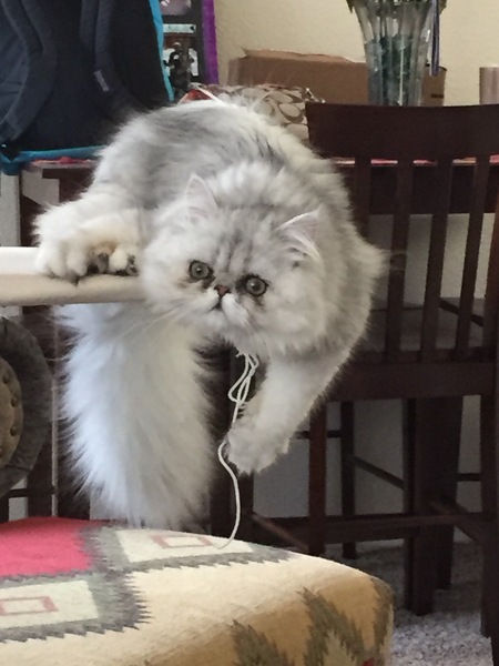 Entry image for Odin. Clicking this image will show a larger photo