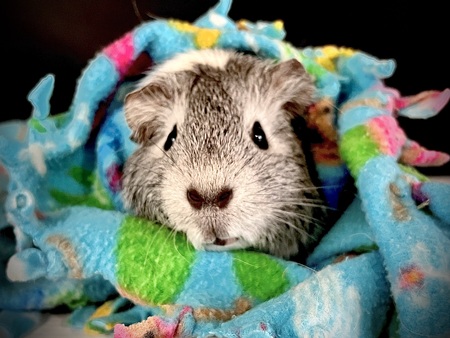 Ella