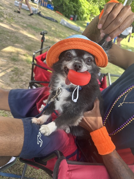 Entry image for Oreo. Clicking this image will show a larger photo