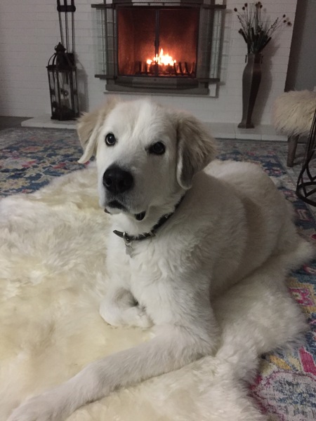 Entry image for Toby. Clicking this image will show a larger photo