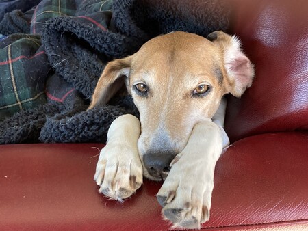 Entry image for Bogey. Clicking this image will show a larger photo