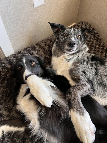 Entry image for Scout & Luna. Clicking this image will show a larger photo