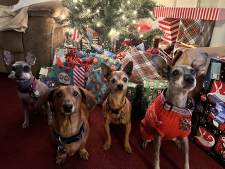 Entry image for Lacy, Nathan A. Hotdog, Mr. Achilles, Luna. Clicking this image will show a larger photo