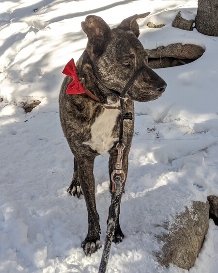 Entry image for Charlie Meatball. Clicking this image will show a larger photo