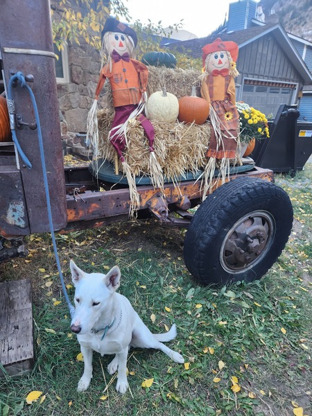 Entry image for Aspen. Clicking this image will show a larger photo