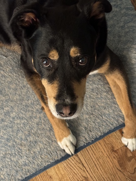 Entry image for Dweezil. Clicking this image will show a larger photo