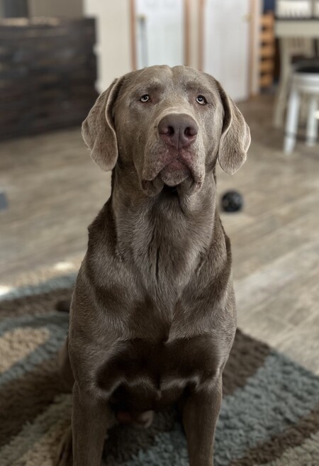 Koa
