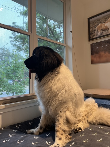 Entry image for Winston. Clicking this image will show a larger photo