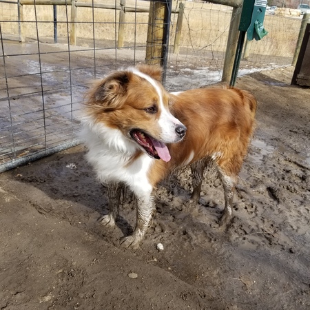 Entry image for Beau. Clicking this image will show a larger photo