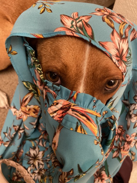 Entry image for Ginger Smalls. Clicking this image will show a larger photo