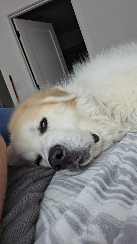 Entry image for Lily. Clicking this image will show a larger photo