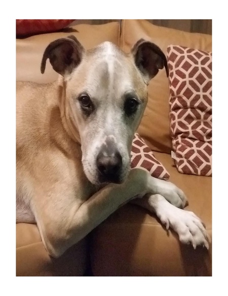 Entry image for Toby. Clicking this image will show a larger photo