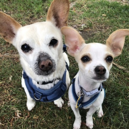 Entry image for Chai and Wasabi. Clicking this image will show a larger photo