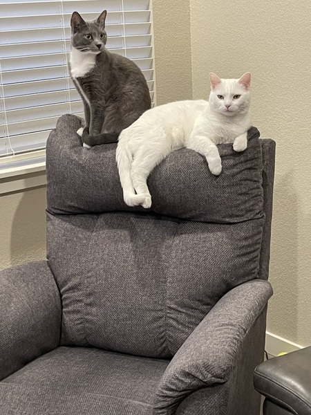 Entry image for Cassi & Smokey. Clicking this image will show a larger photo