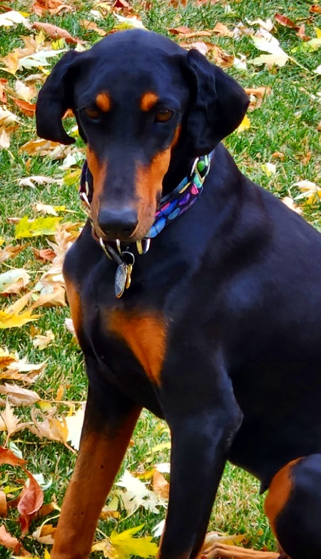 Entry image for Lola. Clicking this image will show a larger photo