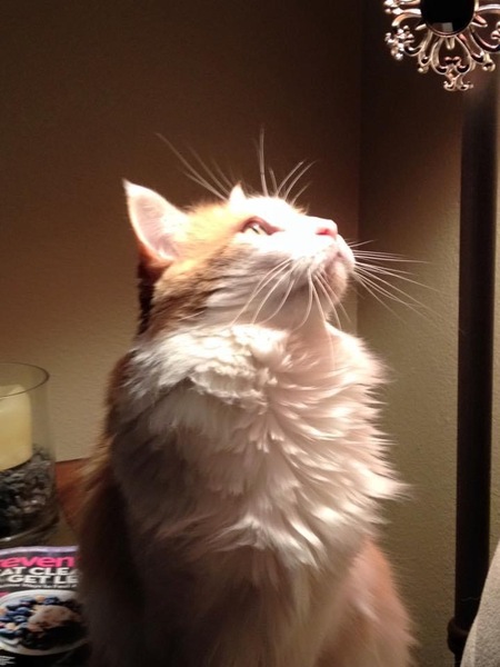 Entry image for “Beautiful” Bella. Clicking this image will show a larger photo