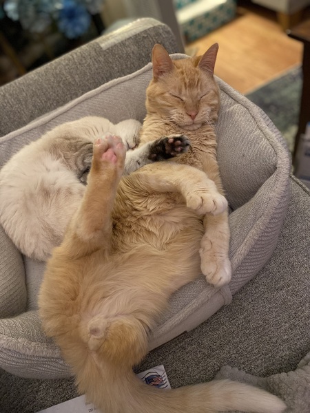 Entry image for Prada and Buddy. Clicking this image will show a larger photo