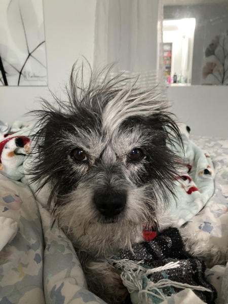 Entry image for Charlie . Clicking this image will show a larger photo