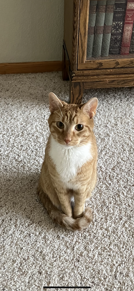 Entry image for Sparky. Clicking this image will show a larger photo