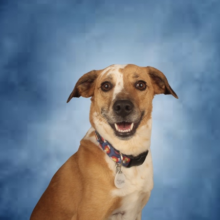 Entry image for Star. Clicking this image will show a larger photo