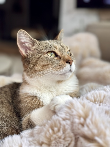 Entry image for Madeline. Clicking this image will show a larger photo