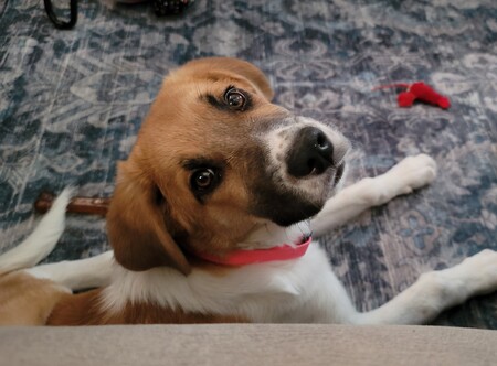 Entry image for Gilly. Clicking this image will show a larger photo