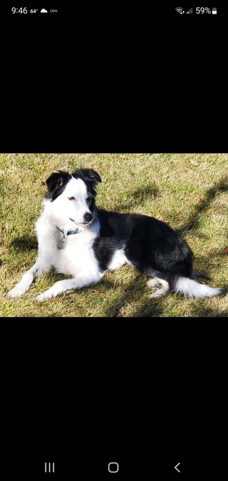 Entry image for Macy. Clicking this image will show a larger photo