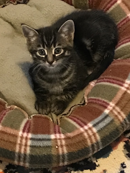 Entry image for Atlas . Clicking this image will show a larger photo