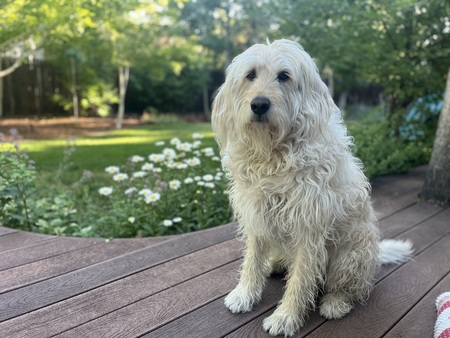 Entry image for Cyclone. Clicking this image will show a larger photo