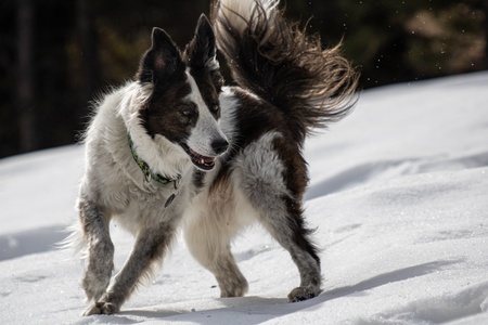 Entry image for Mala. Clicking this image will show a larger photo