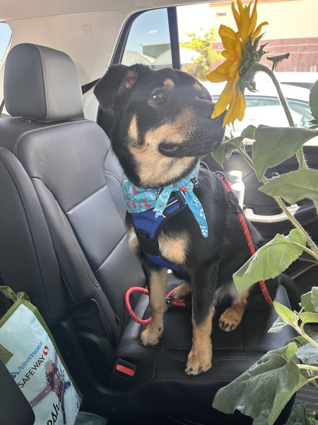 Entry image for Rylie . Clicking this image will show a larger photo