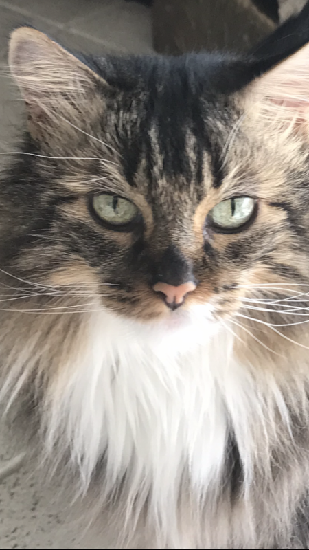 Entry image for Abby. Clicking this image will show a larger photo