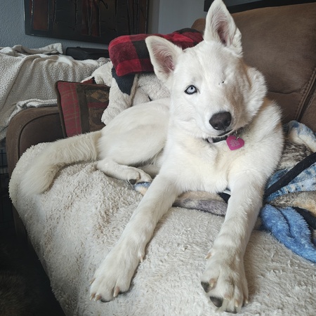 Mochi