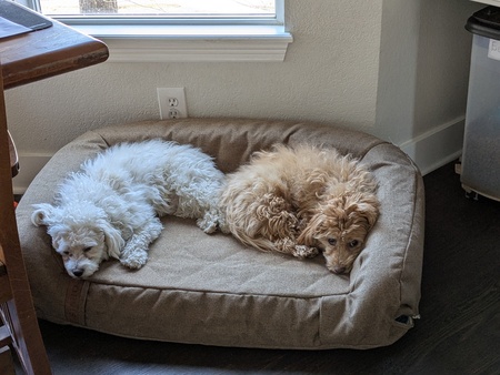Teddy and Fiona