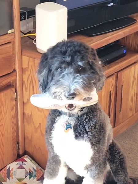 Fozzi Bear