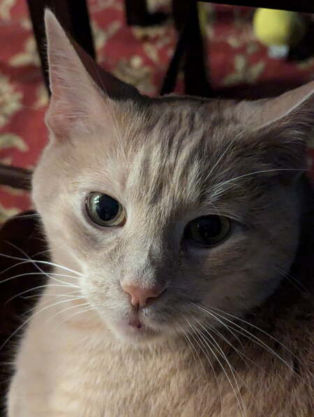 Ripley