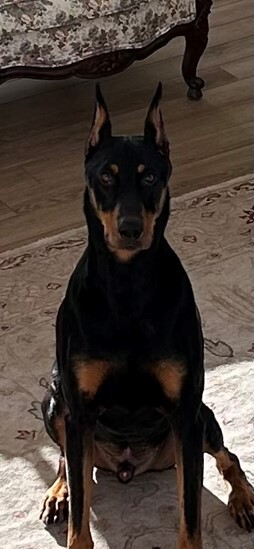 Prince