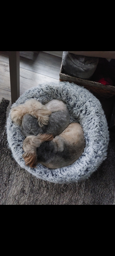 Willow & Roxy