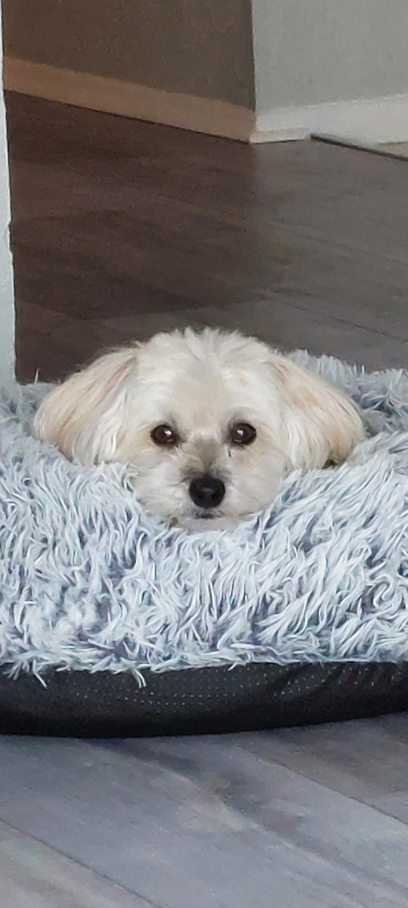 Willow
