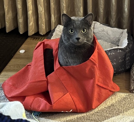 Mikko