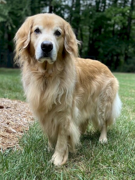 Boone