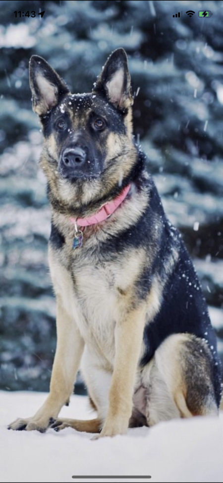 Ahlai (a.k.a. Lolly Pup)