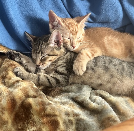 Arnold & Jasper